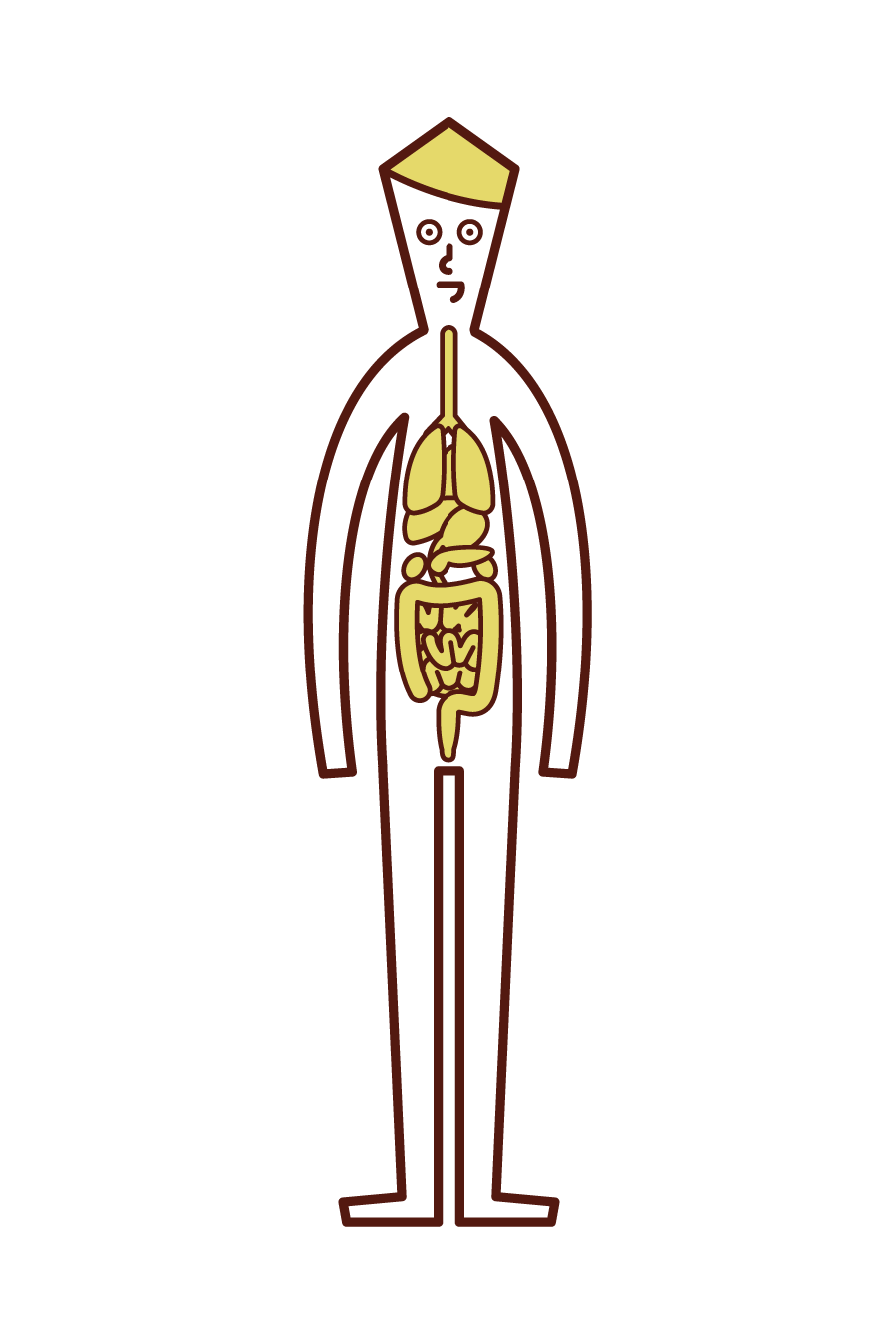 人体・内臓（男性）のイラスト