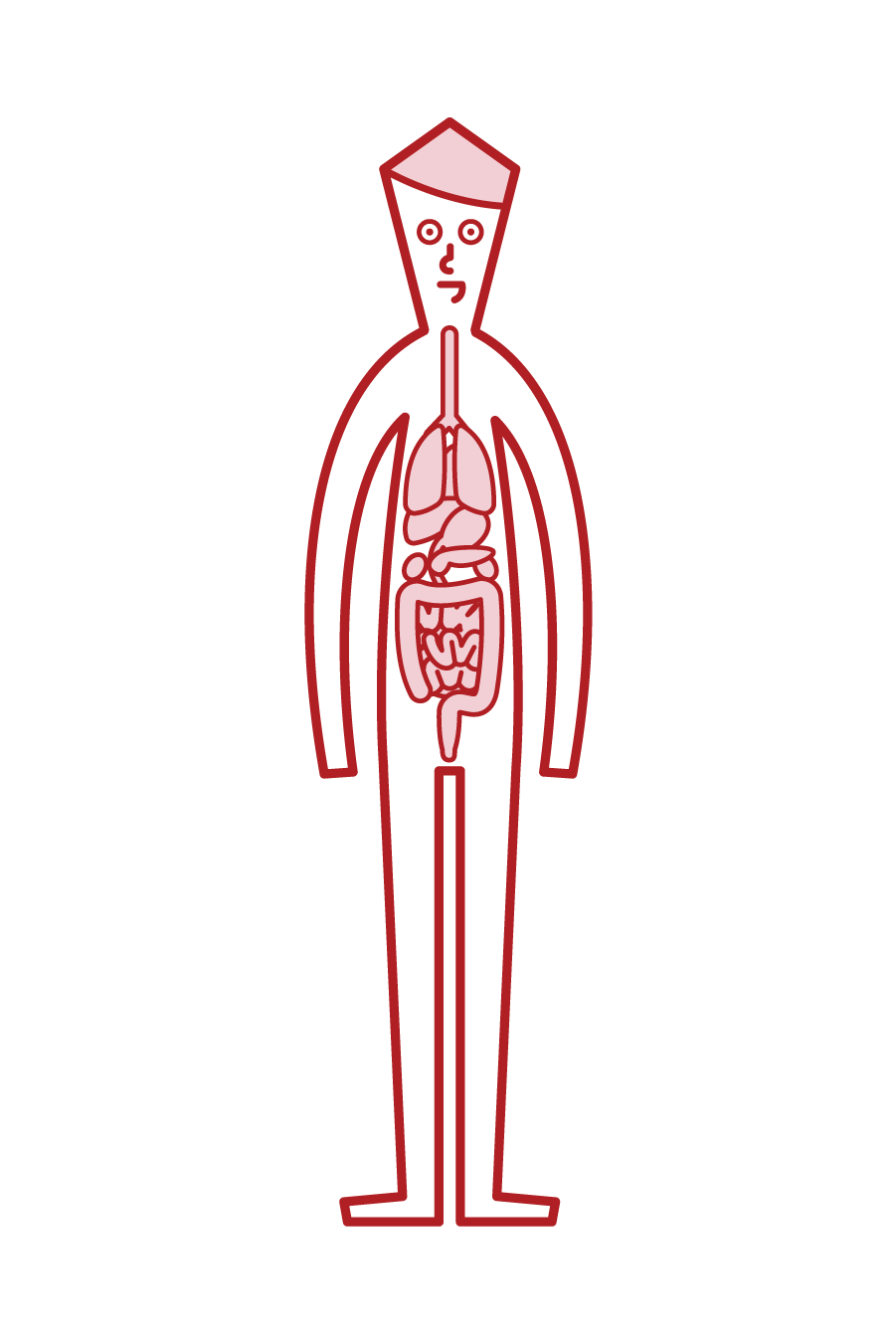 人体・内臓（男性）のイラスト