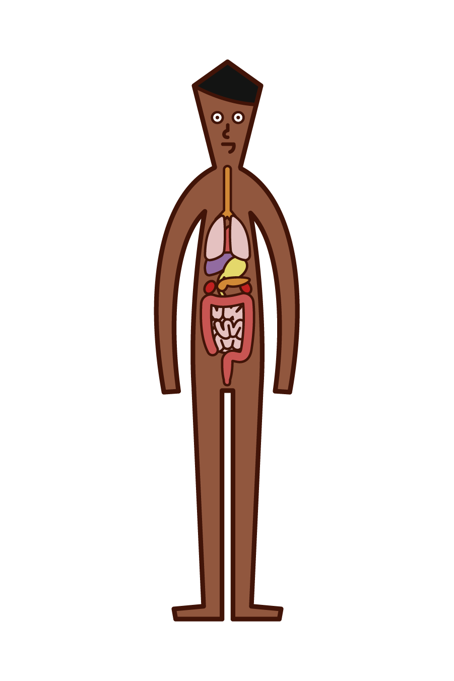 人體和內臟（男性）的插圖