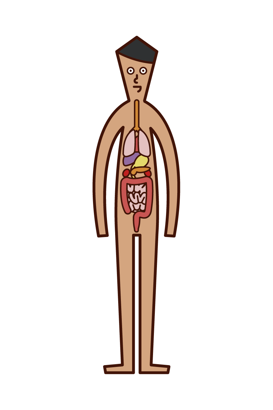 人体 内臓 男性 のイラスト フリーイラスト素材 Kukukeke ククケケ