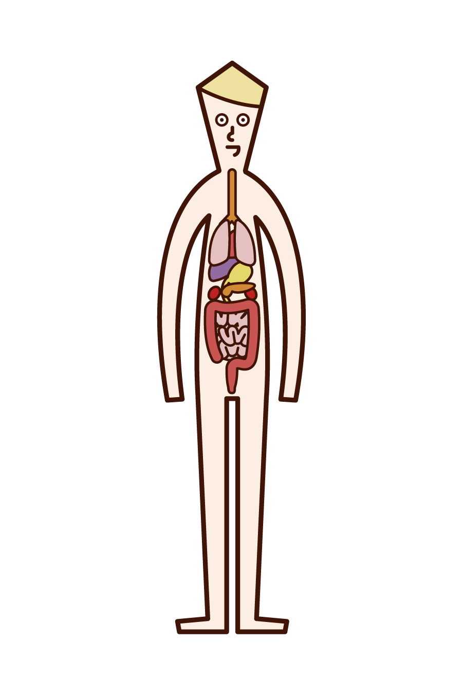 Illustration of human body and internal organs (man)