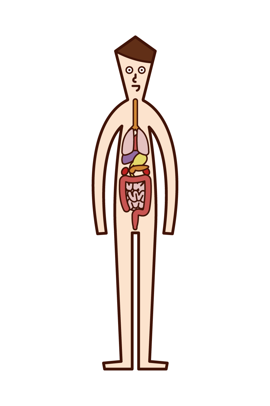 人體和內臟（男性）的插圖