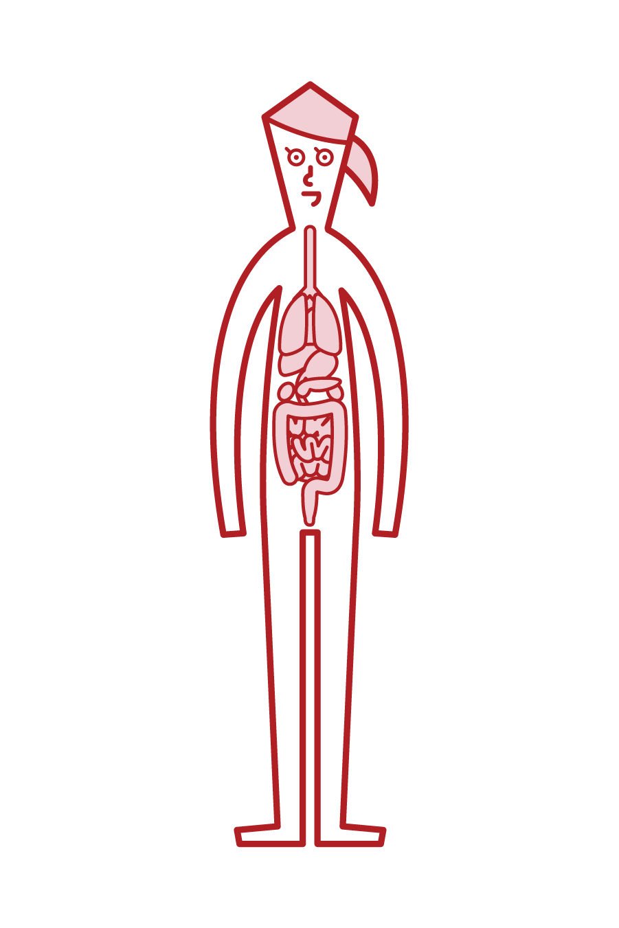 Illustration of human body and internal organs (woman)