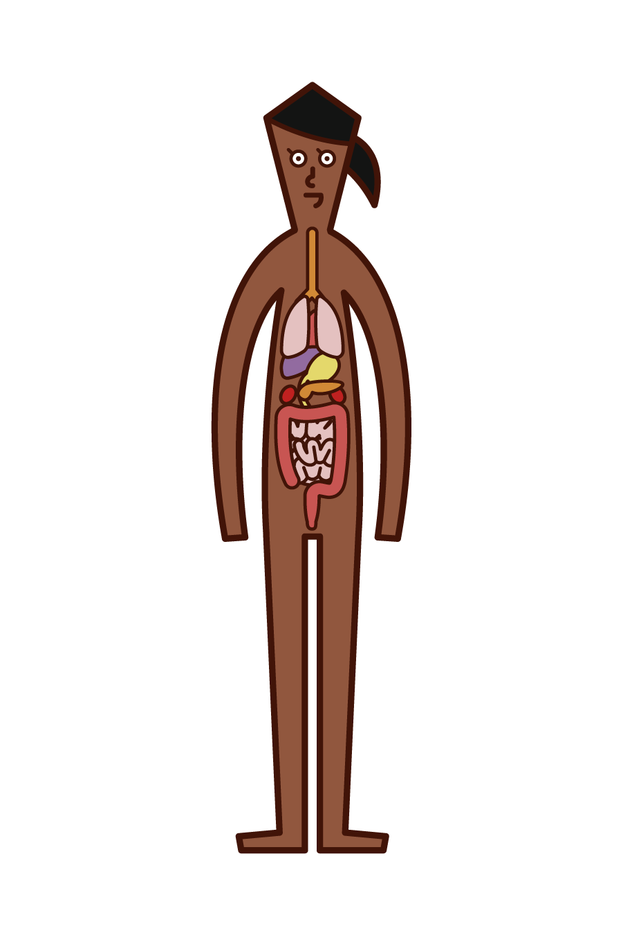 人體和內臟（女性）插圖