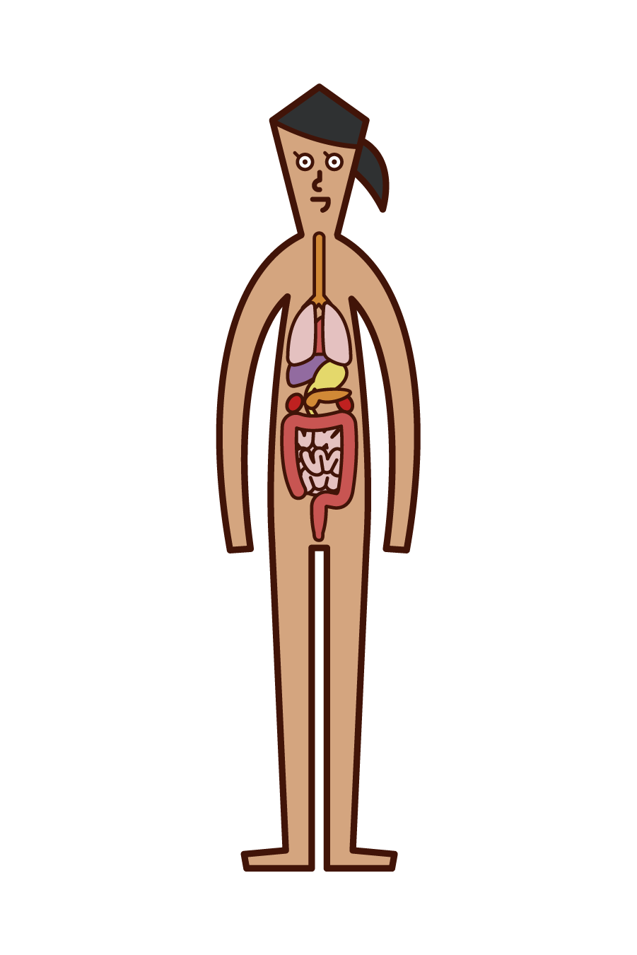 Illustration of human body and internal organs (woman)
