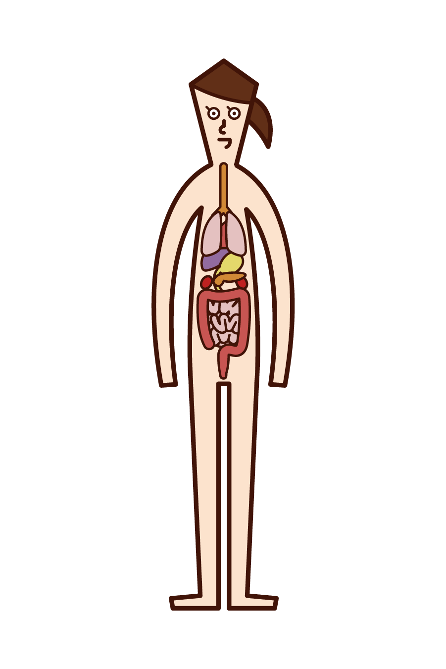 Illustration of human body and internal organs (woman)